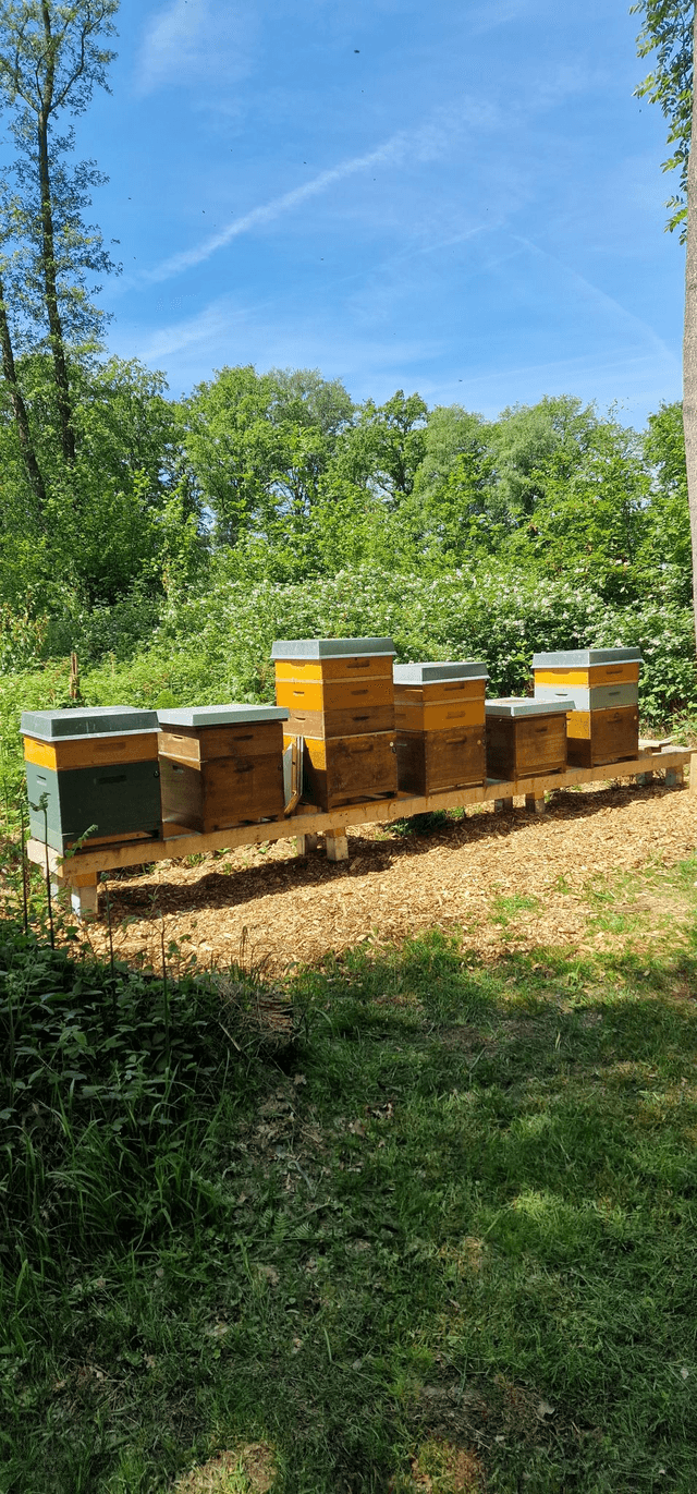 500gr Wald und Blütenhonig Sommerblütenhonig Cremig